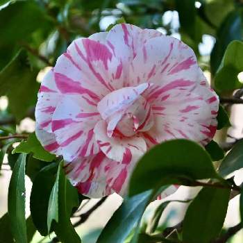 江戸椿の投稿画像一覧 Greensnap グリーンスナップ