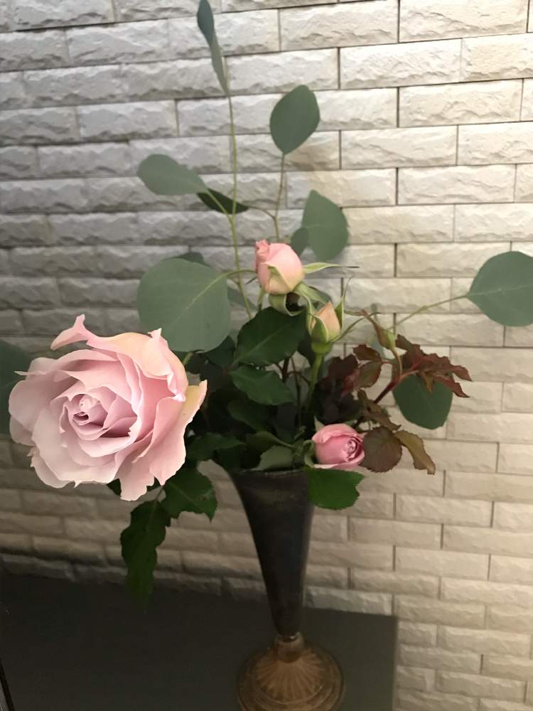 ユーカリ ポポラスの投稿画像 By Hiro 151e さん バラ ラマリエとスマホ撮影とばら バラ 薔薇とおきにいりとお庭の植物と花のある暮らしとバラ愛同盟 21月1月3日 Greensnap グリーンスナップ