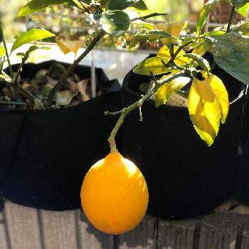 お正月フォトコン2021年の画像 by MOKAさん | 小さな庭とサイパンレモンと果実とレモンの木とおうち園芸とお正月フォトコン2021年