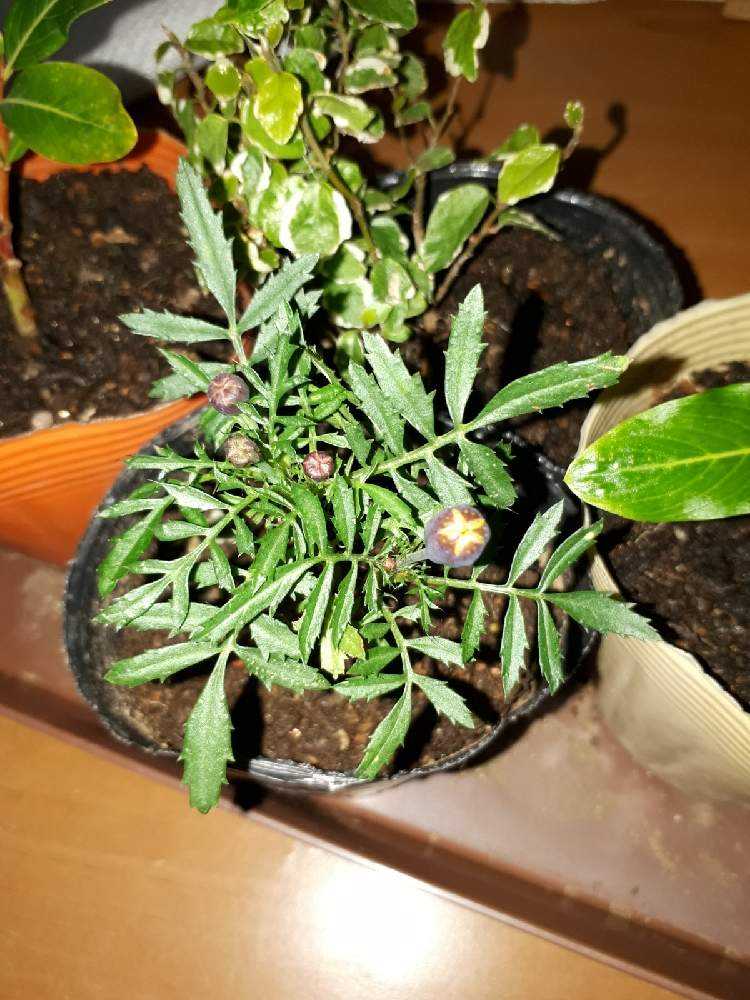 冬越しのマリーゴールド Greensnap グリーンスナップ