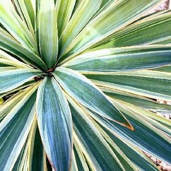 ユッカ グロリオサ バリエガータの投稿画像一覧 Greensnap グリーンスナップ