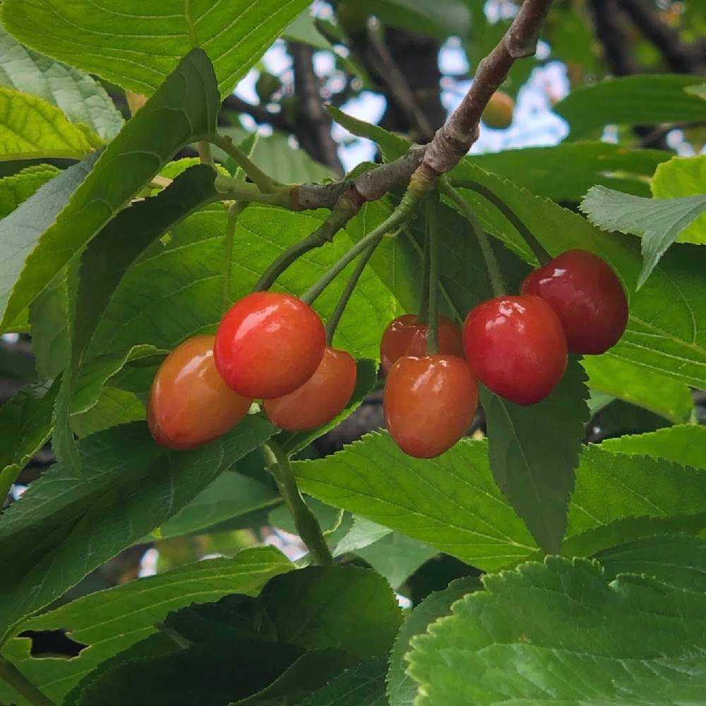 赤い実を集めてみました Greensnap グリーンスナップ