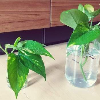 ポトス水差しの投稿画像一覧 Greensnap グリーンスナップ
