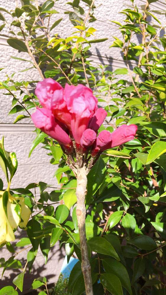 イペーの投稿画像 By なおっちさん 南国植物と咲いてるとイペーの花とこんな時期に 21月1月4日 Greensnap グリーンスナップ
