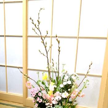 お花がたくさんの画像 by kazahanaさん | 和室とスイートピーとストックと葉牡丹と啓翁桜とかすみ草と多肉植物。と菊　フロリーニと花のある暮らしと花を生けるとお花がたくさんと正月の生け花