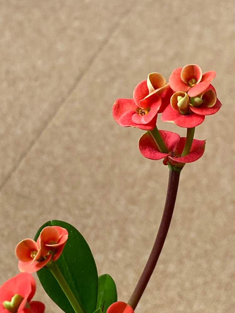 ハナキリンの投稿画像 By ルリさん ハナキリン 花麒麟 とおうち園芸と植中毒と 花キリンとかわいいとユーフォルビア 21月1月4日 Greensnap グリーンスナップ