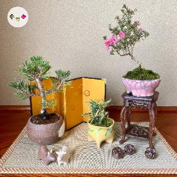 M's style bonsai(雑木)の画像 by 美野美谷さん | 和室と 松竹梅とM's style bonsaiと正月 飾りとM's style bonsai(雑木)とM's style bonsai(花もの)