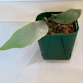 クリプトモスの投稿画像一覧 Greensnap グリーンスナップ