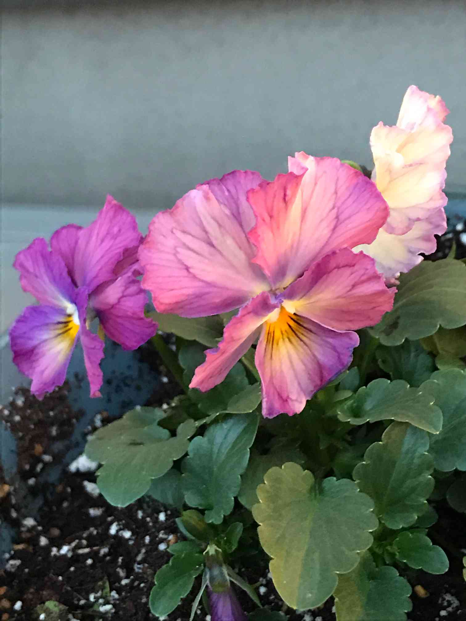 びおら様ご依頼品 hololive friends with u ラオーラ・パンテーラ – hololive production