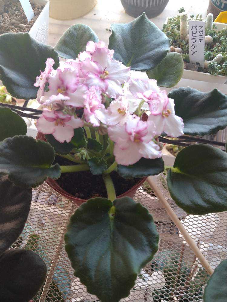 12月19日セントポーリア4鉢を迎えた Greensnap グリーンスナップ