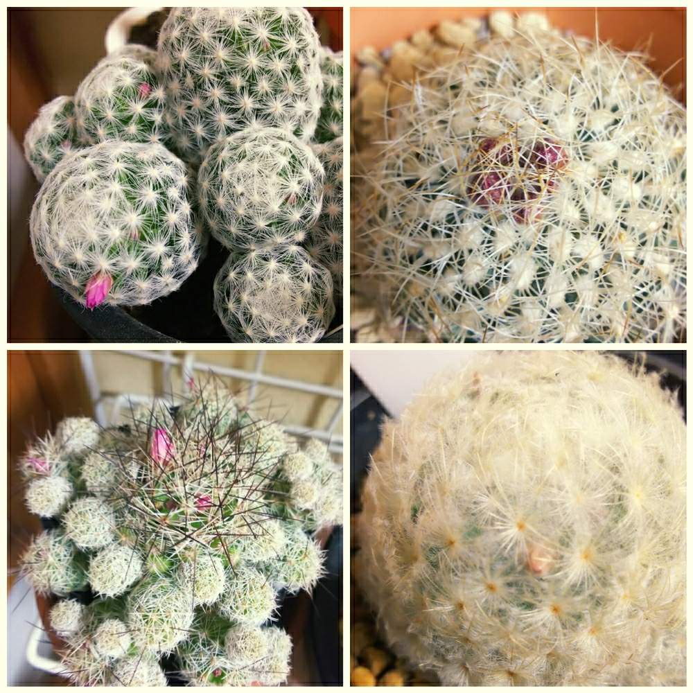 白星の投稿画像 By ほわほわさん マミラリア 姫春星と白鯱と赤花銀手マリとふわふわとサボテン科とトゲトゲとサボテン とマミラリア 姫春星と赤花銀手鞠 とサボテン好きと サボテンとマミラリア属とさぼてんとサボテンの花 21月1月4日 Greensnap グリーン