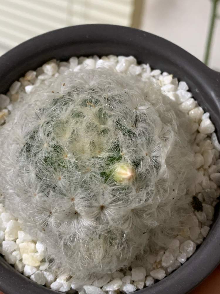 白星の投稿画像 By みーさんさん サボテン とマミラリア白星 と白星 21月1月4日 Greensnap グリーンスナップ