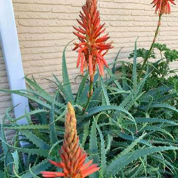 アロエ 不夜城 の花の一覧 Greensnap グリーンスナップ