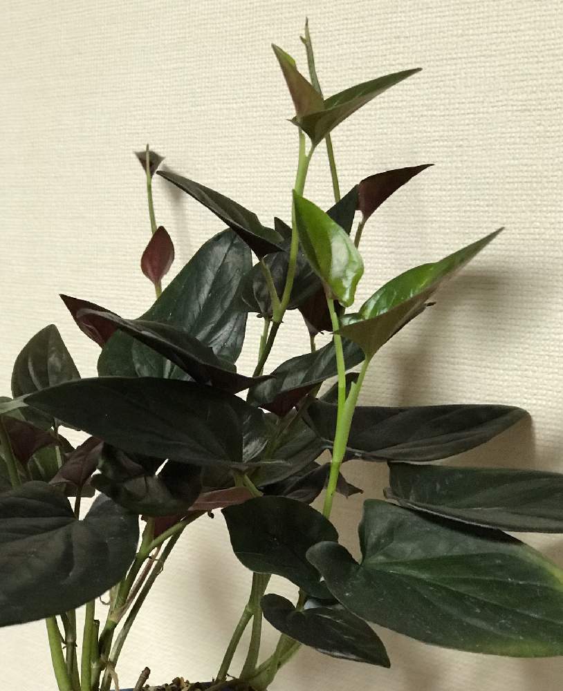 カッコイイ の投稿画像 By Azusaさん 観葉植物と シンゴニウムと黒葉と鉢植えとシンゴニウム チョコレート 21月1月4日 Greensnap グリーンスナップ