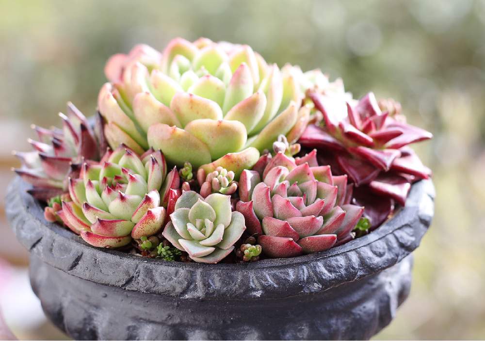 多肉植物の寄植えの投稿画像 By りょうさん 多肉植物と小さな寄せ植えとりょうの小さな庭とryo寄せ植えとフロリディティ と小さな庭 づくりとおうち園芸とラズアガとムーンストーン と多肉植物寄せ植えと多肉寄せ植えと多肉植物 エケベリアとryo多肉 21月1月5日