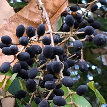 ネズミモチの実の投稿画像一覧 Greensnap グリーンスナップ