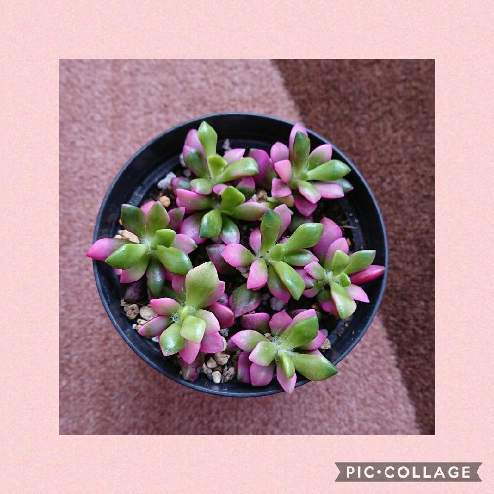 桜吹雪の投稿画像 By Kaoさん 多肉植物とグリーンのある暮らしとおうち園芸とサンルームと花のある暮らしと可愛い 21月1月5日 Greensnap グリーンスナップ