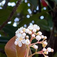 レッドロビンの育て方 苗の植え方や肥料の与え方は 鉢植えでも育つ Greensnap グリーンスナップ レッドロビンの育て方 苗の植え方や肥料の与え方は 鉢植えでも育つ Greensnap グリーンスナップ