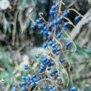 ヤブミョウガの青い実の投稿画像一覧 Greensnap グリーンスナップ