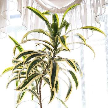 ソングオブインディアの投稿画像一覧 Greensnap グリーンスナップ