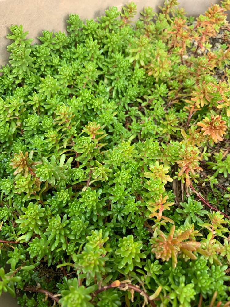 モリムラマンネングサの投稿画像 By あやさん 多肉植物とセダム属と多肉大好き 21月1月5日 Greensnap グリーンスナップ