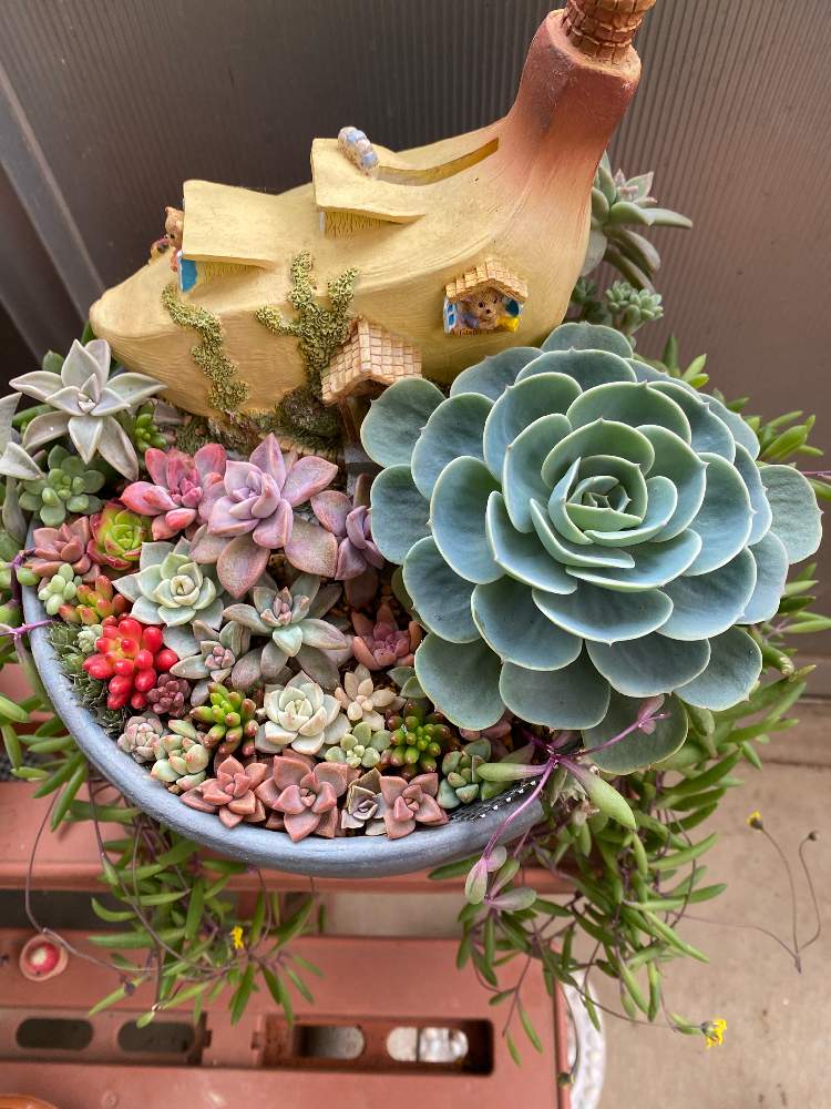 七福神の投稿画像 By ももたろうさん 七福神company関西支部と寄せ植えと植物とおうち園芸と多肉女子と休みの日と七福神company 21 月1月5日 Greensnap グリーンスナップ