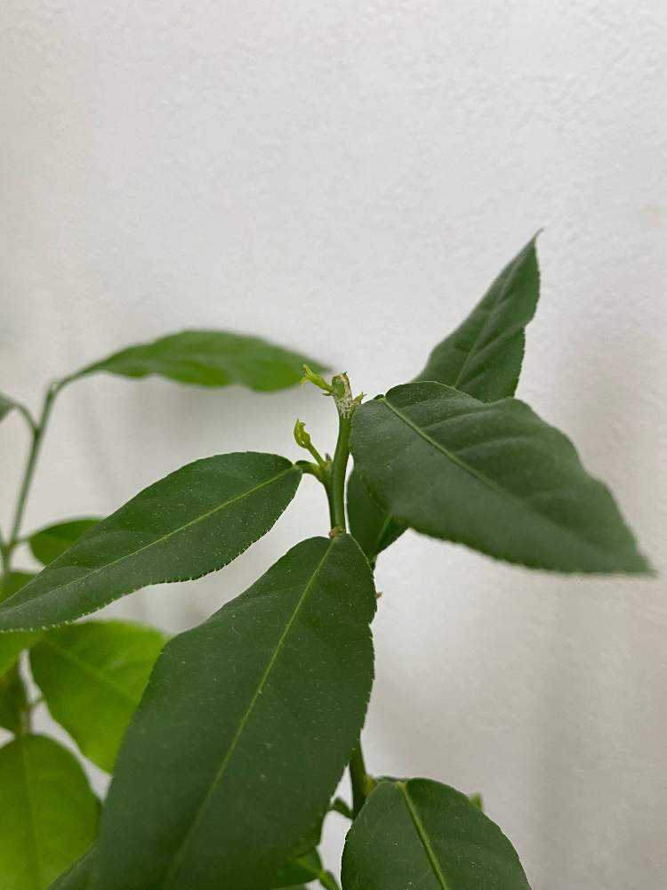 日向夏日記 Greensnap グリーンスナップ