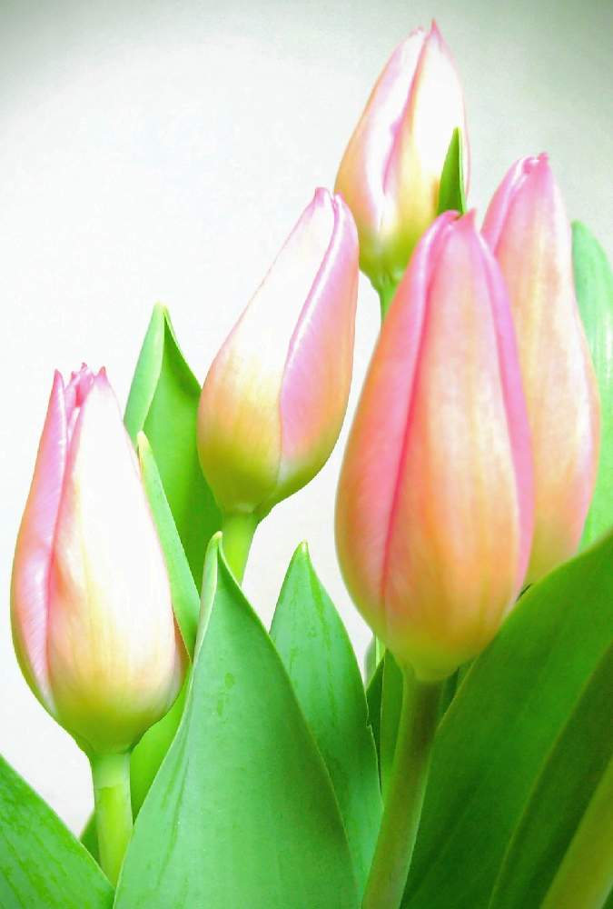 部屋の投稿画像 By こぶたさん チューリップ と春のお花とやさしい色 とピンクの花とお部屋に花をと チューリップとピンクと切り花 とかわいい花とチューリップ と春のお花とやさしい色 とピンクの花とお部屋に花をと チューリップとピンクと切り花とかわいい花