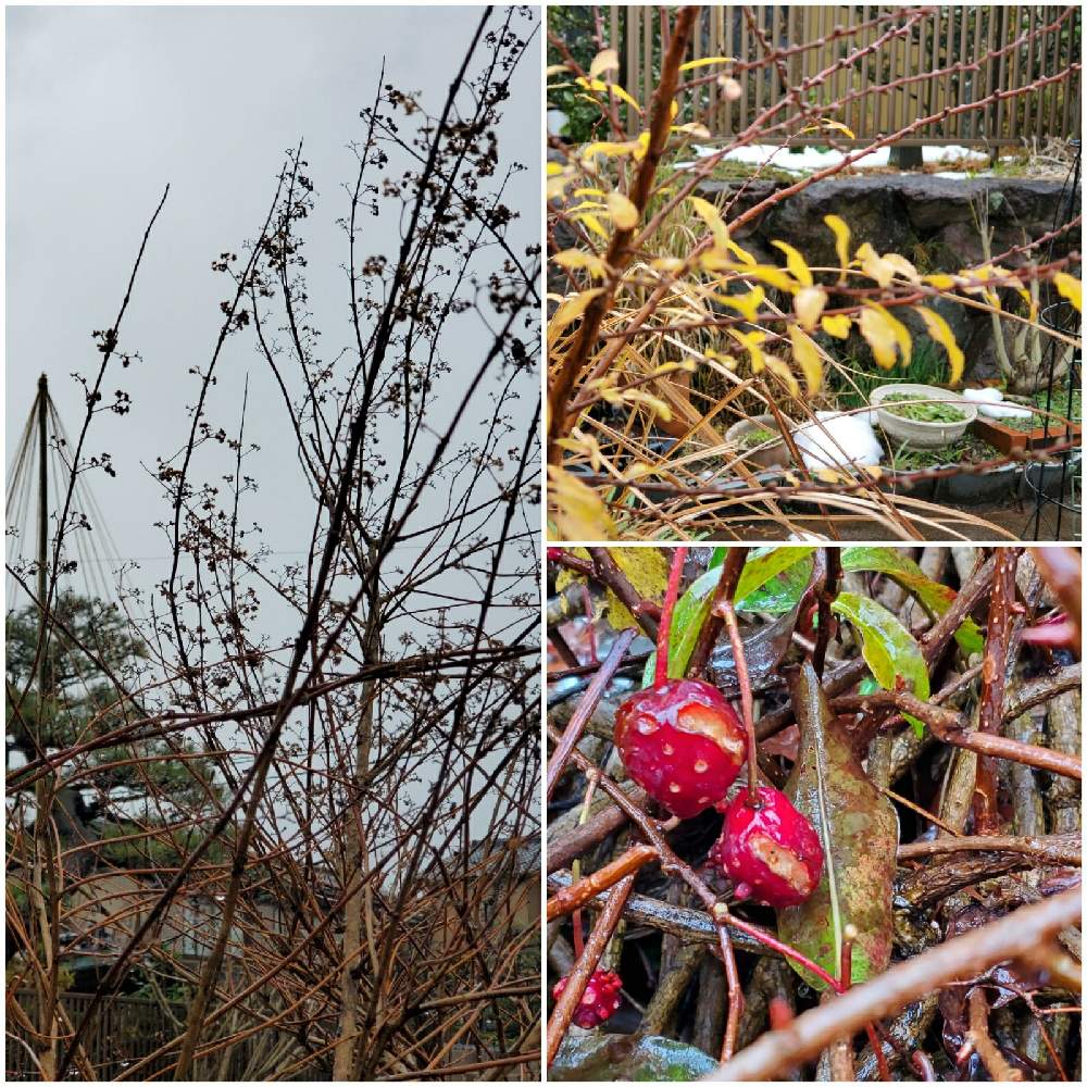 コデマリの投稿画像 By ユカリさん コムラサキとビナンカズラと和風の庭と母の庭 21月1月5日 Greensnap グリーンスナップ