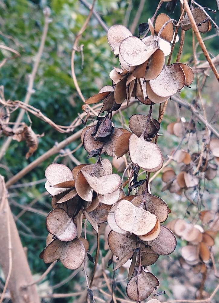 ヤマノイモの投稿画像 By 醜男さん 自然薯とジネンジョとスマホ撮影と野草と山野草と山芋と雑草 21月1月5日 Greensnap グリーンスナップ