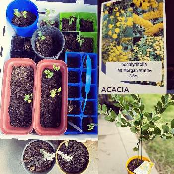 パールアカシア成長記録の投稿画像一覧 Greensnap グリーンスナップ