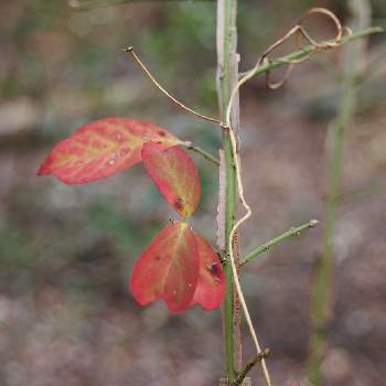 紅葉した葉っぱの画像 by 百日紅さん | お出かけ先とニシキギと紅葉した葉っぱと里山と登山道