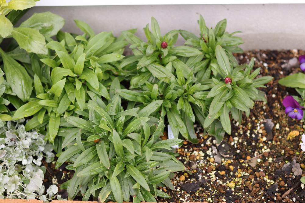 コロロの投稿画像 By Yuka さん 花のある暮らしと冬の花壇とサントリー フラワーズと花と生きるサントリーと花のある暮らしと冬の花壇とサントリー フラワーズと花と生きるサントリー 21月1月5日 Greensnap グリーンスナップ Greensnap グリーンスナップ コロロの投稿画像 By Yuka さん 花のある暮らしと冬の花壇とサントリー フラワーズと花と生きるサントリーと花のある暮らしと冬の花壇とサントリー フラワーズと花と生きるサントリー 21月1月5日 Greensnap グリーンスナップ Greensnap グリーンスナップ