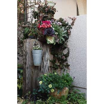 一月の庭の画像 by 我楽多さん | 小さな庭といつもの箱庭（箱庭正面）とOM-D E-M1ⅡとOLY 17mm F1.2と一月の庭
