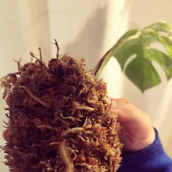 水苔栽培の投稿画像一覧 Greensnap グリーンスナップ