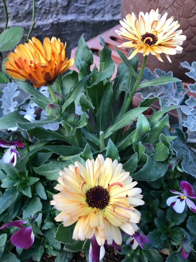 カレンジュラ の投稿画像 By きゃらめる C さん キク科キンセンカ属とカレンジュラ コーヒークリームと寒い とキク科と花言葉が良くない 21月 1月5日 Greensnap グリーンスナップ