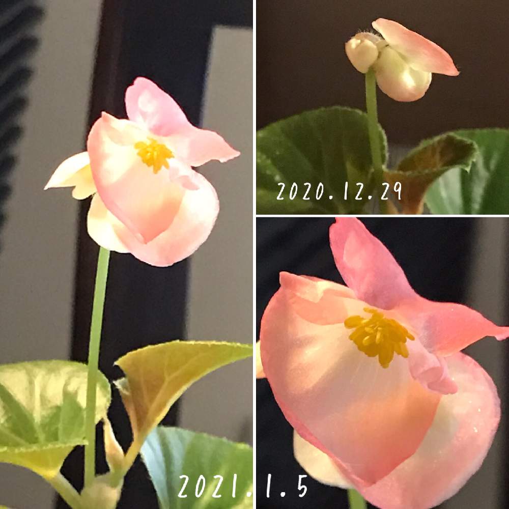 ベゴニア ワッパーの投稿画像 By Owlさん 21月1月6日 Greensnap グリーンスナップ