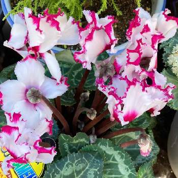 濃いピンクと白のコラボの画像 by manabeさん | お出かけ先とシクラメンとサクラソウ科と冬の花と鉢植えと花のある暮らしとフリル咲きと濃いピンクと白のコラボ