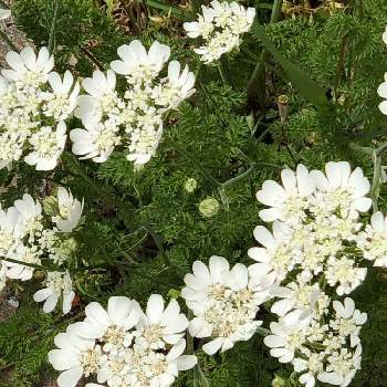 オルレア ホワイトレースの投稿画像一覧 Greensnap グリーンスナップ