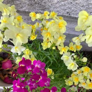 ピンクと黄色の画像 by manabeさん | 小さな庭とリナリアとリナリア  姫金魚草とピンクと黄色と日光好きと ゴマノハグサ科と小さな花と耐寒性