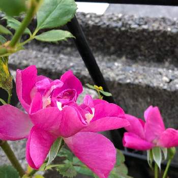 バラ ビオレッタの投稿画像一覧 Greensnap グリーンスナップ