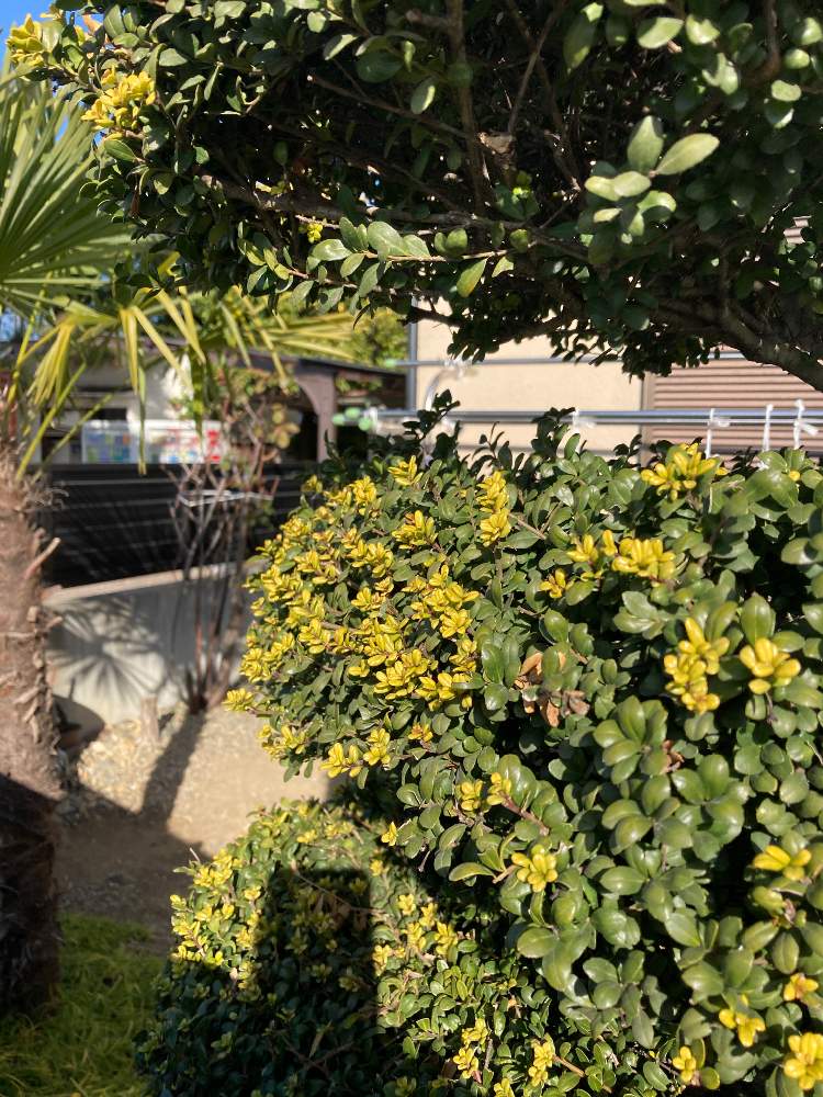 イヌツゲの投稿画像 By うじきんときさん レッスンの道すがら 21月1月6日 Greensnap グリーンスナップ