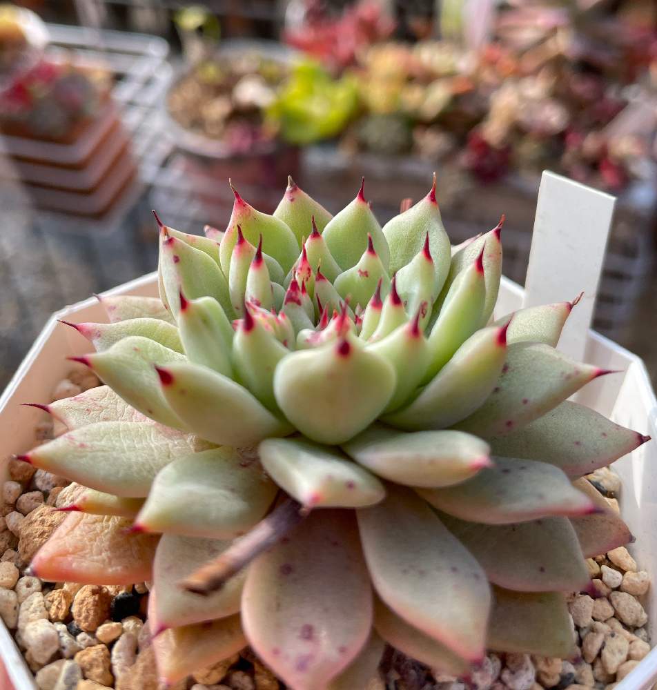 猫好きの投稿画像 By Mina Tanikuさん 爪フェチと多肉紅葉と原種ザラゴーサ とエケ女と放置多肉とエケ好きとタニラーと癒し と綺麗な色と黒爪 21月1月6日 Greensnap グリーンスナップ