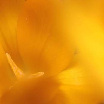 黄色い花。の画像 by otoさん | バルコニー/ベランダとクロッカスと花のランプと春咲き球根と黄色い花。と思い出pic