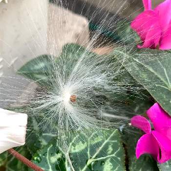 アメリカオニアザミの綿毛の投稿画像一覧 Greensnap グリーンスナップ アメリカオニアザミの綿毛の投稿画像一覧 Greensnap グリーンスナップ