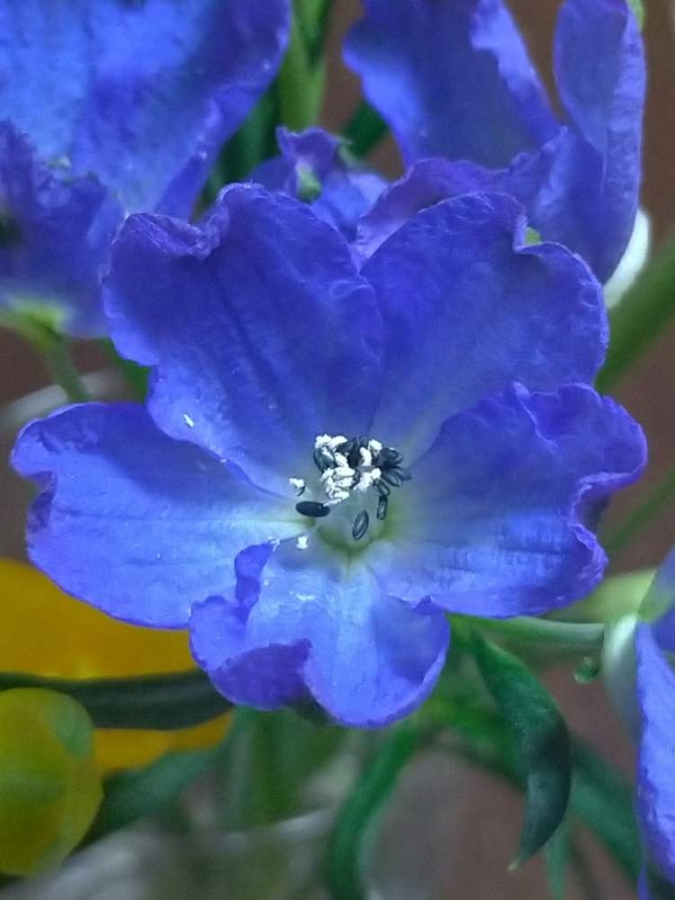 デルフィニウムの投稿画像 By ドロップさん 青い花と花のある暮らしと青い花マニア 21月1月6日 Greensnap グリーンスナップ