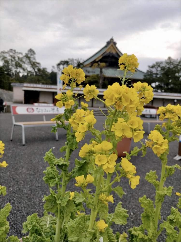 菜の花の投稿画像 By むらさきさん 初詣と成田山新勝寺 21月1月6日 Greensnap グリーンスナップ