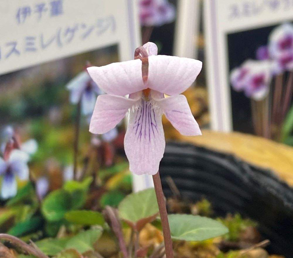 イヨゲンジスミレの投稿画像 By 日本花卉ガーデンセンター 本店 さん スミレの花と日本の菫とスミレの花と日本の菫 21月1月6日 Greensnap グリーンスナップ Greensnap グリーンスナップ