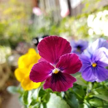 三色ビオラの投稿画像一覧 Greensnap グリーンスナップ