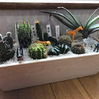 動物フィギュアの投稿画像一覧 Greensnap グリーンスナップ